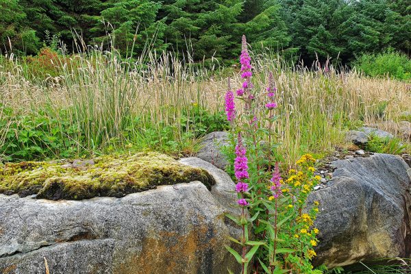 Thoughts on Gratitude