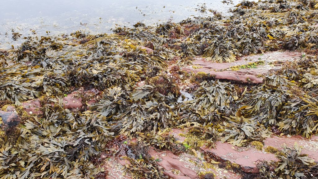 Foraging serrated wrack seaweed for food near Wine Strand, County Kerry, Ireland