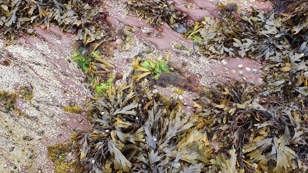 Foraging seaweed for food at Wine Strand, County Kerry, Ireland