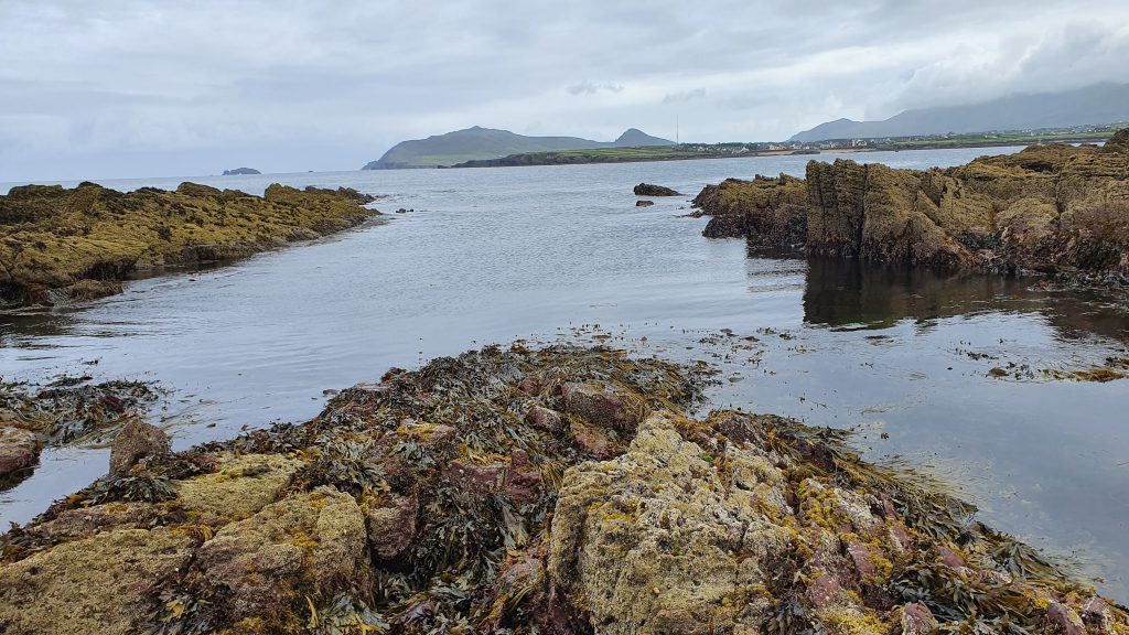Foraging seaweed for food at Wine Strand, County Kerry, Ireland