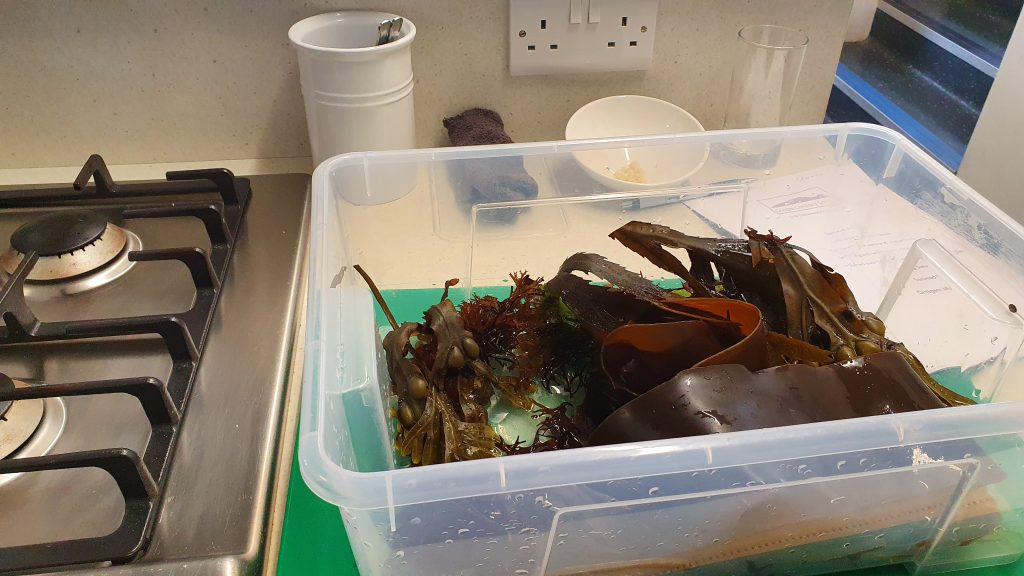 Fresh seaweeds foraged from Wine Strand, County Kerry, Ireland