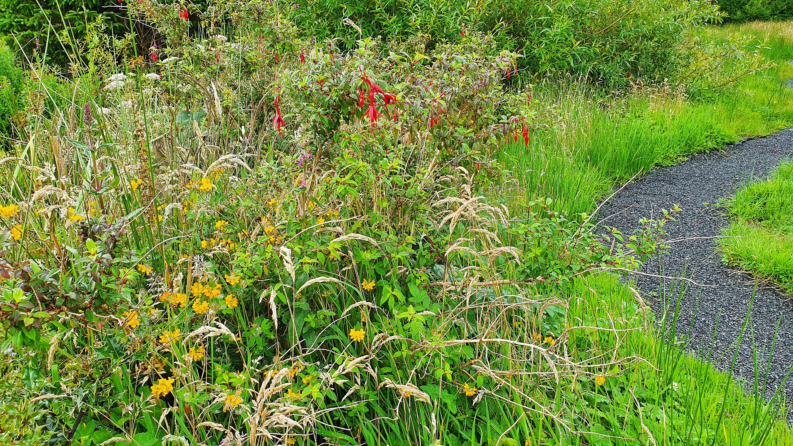 Turning a boring lawn into a wildlife garden that supports nature