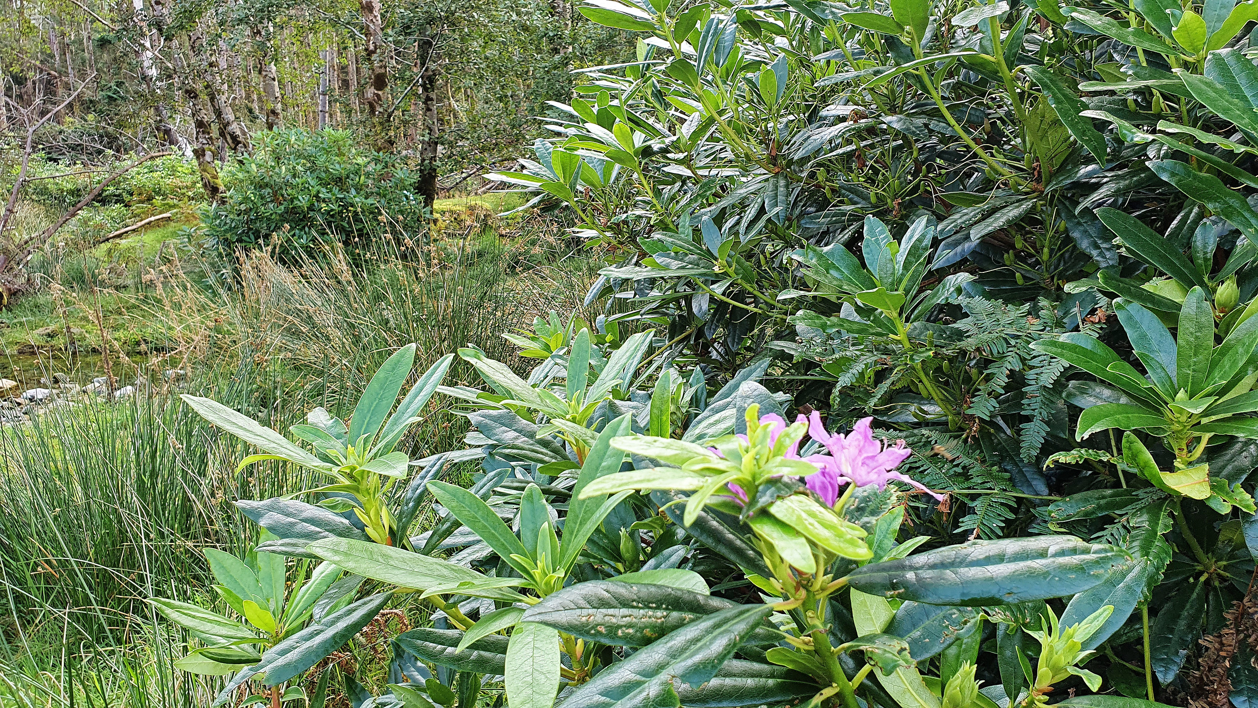 Rhododendron in the Black Valley blooming in September