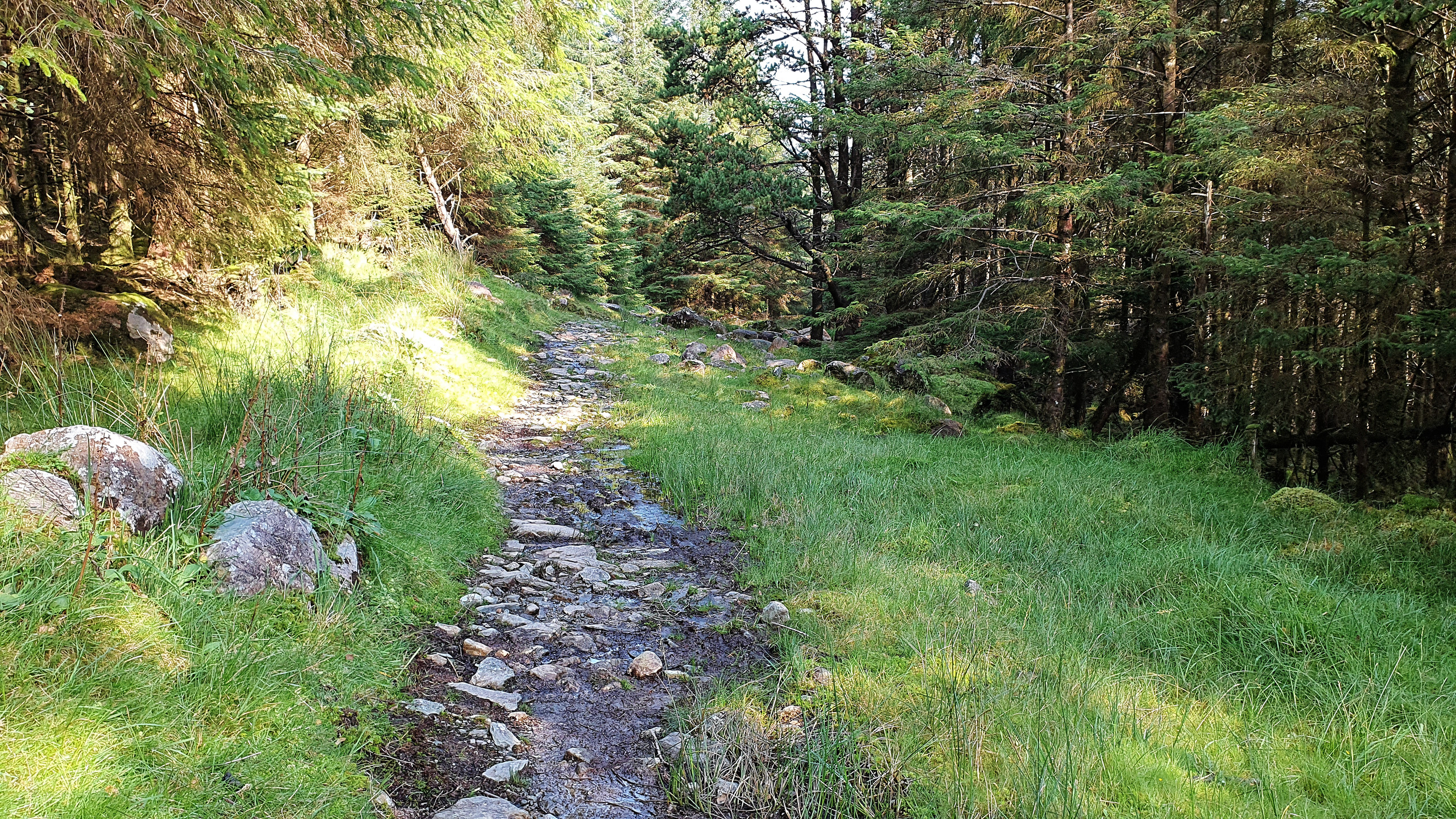 Water-logged path on the Kerry Way in the Black Valley
