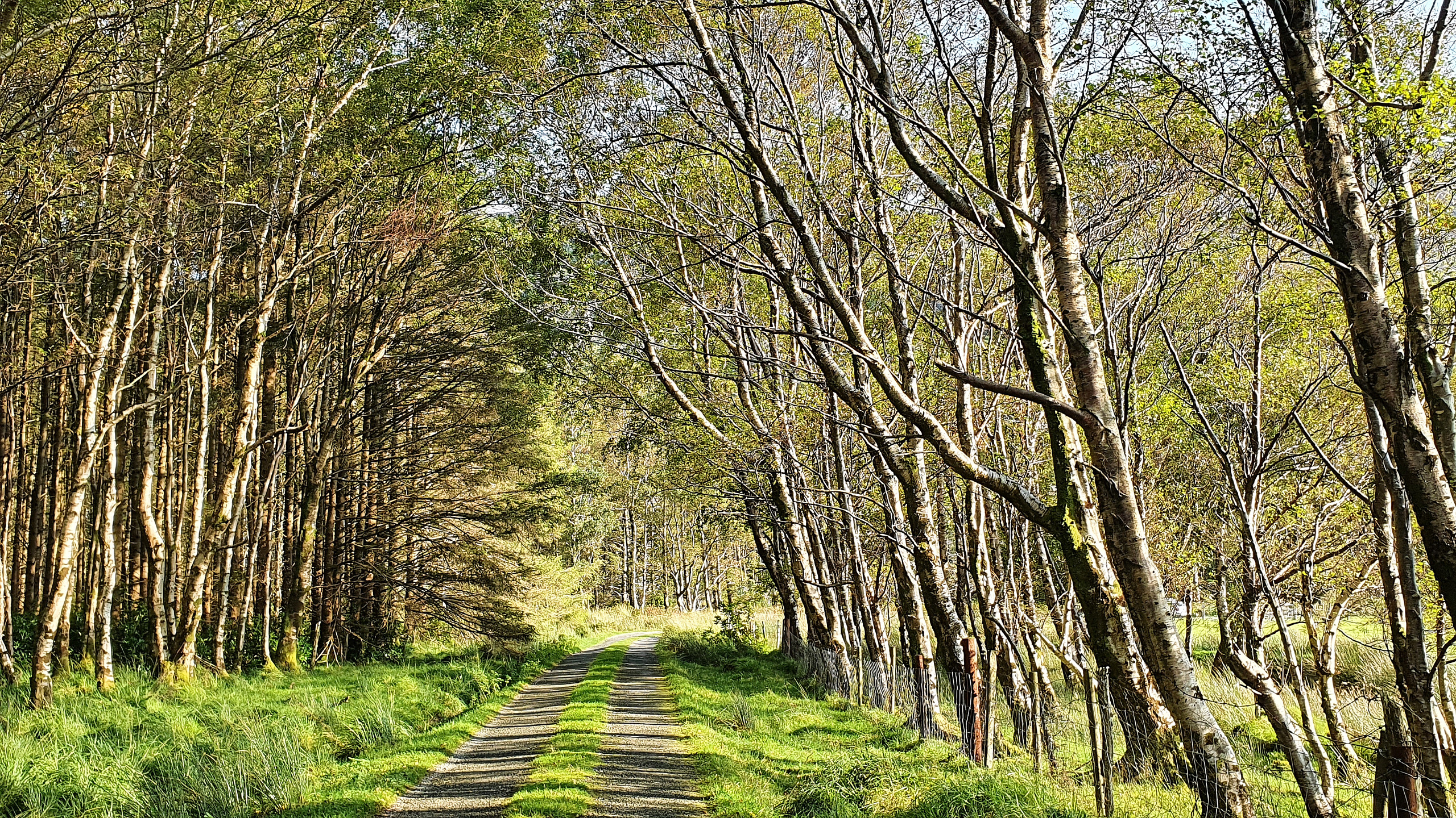 Birch trees in the Black Valley, County Kerry, Ireland