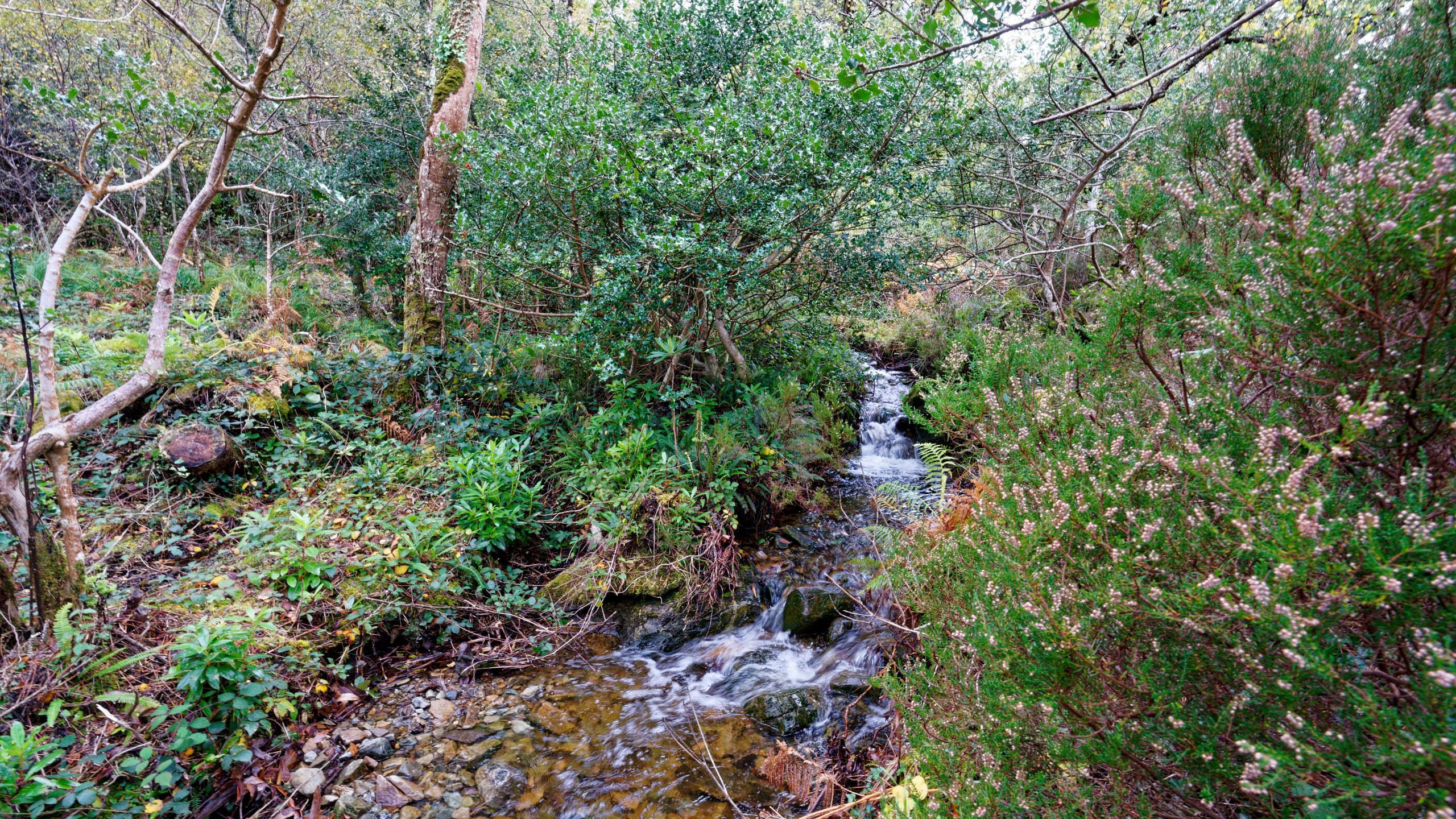A forest stream edged by fading heather