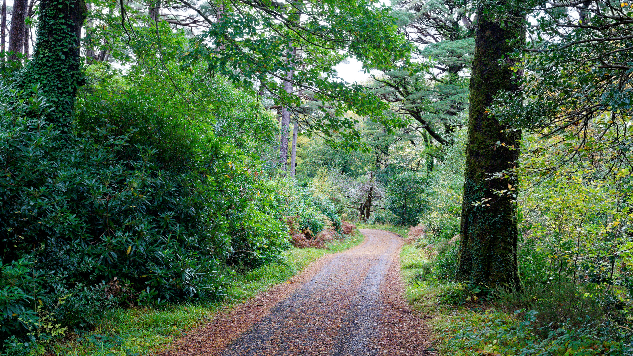 A path through the forest