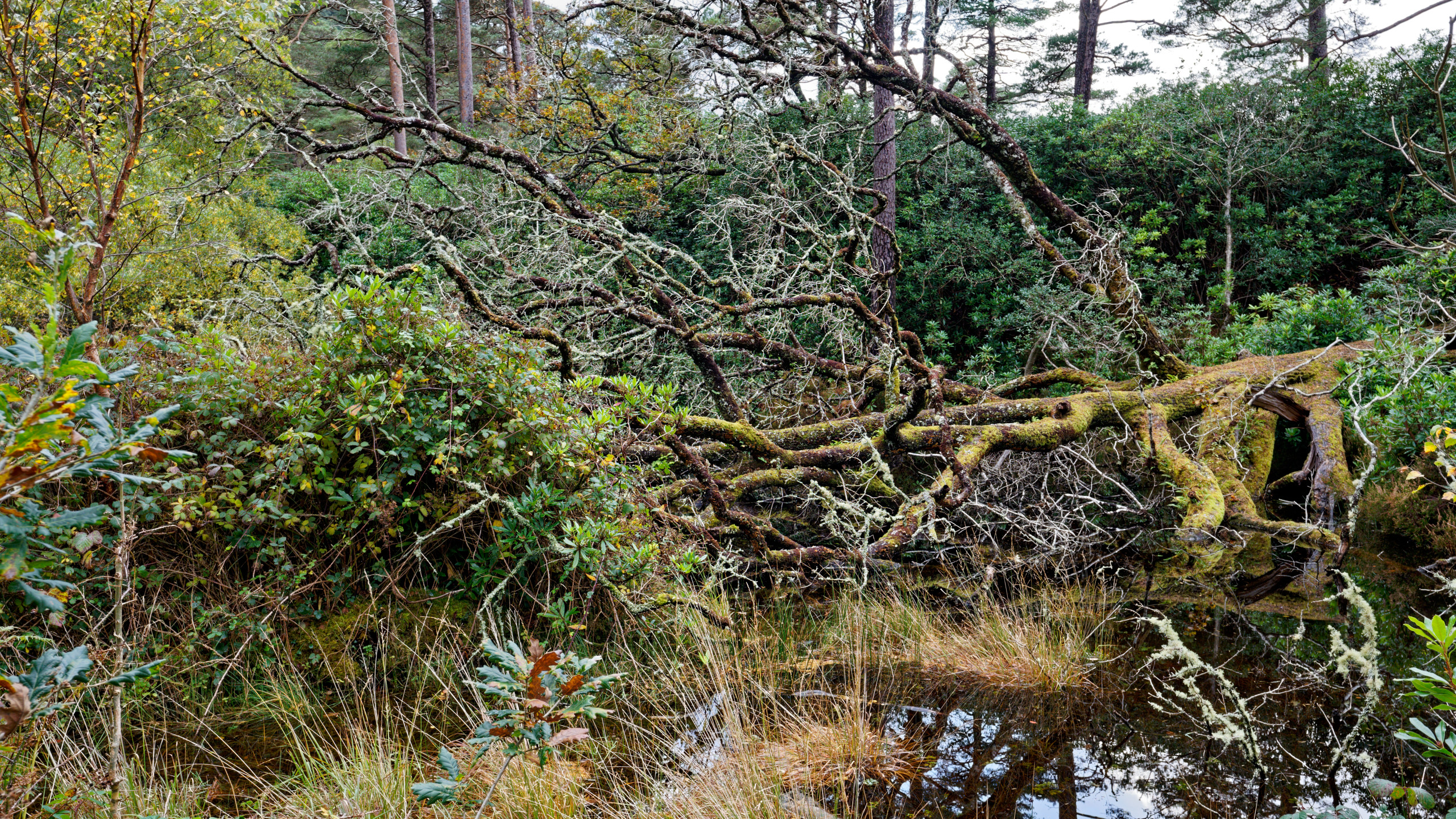 Water, trees and  moss