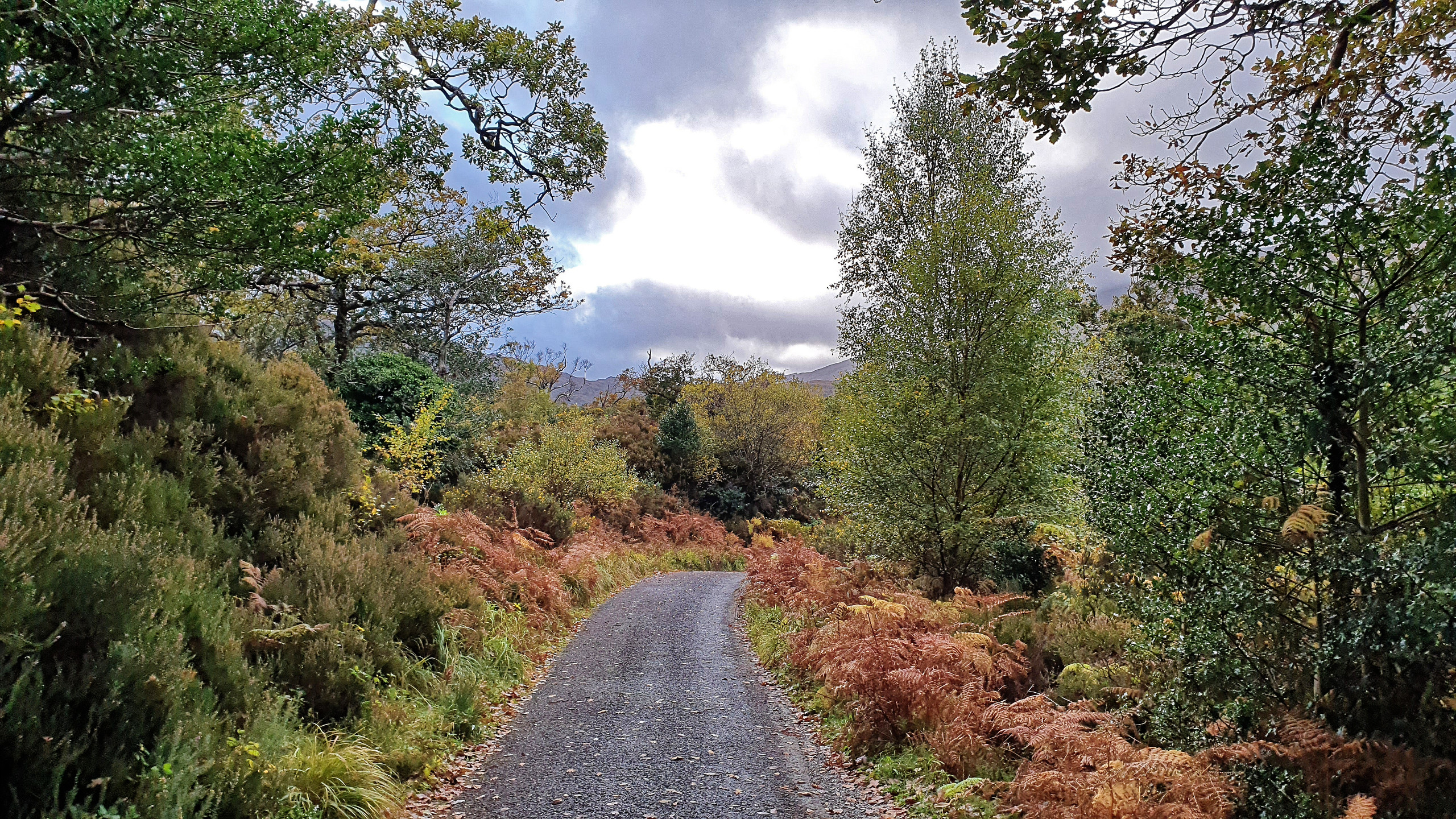The spectacular colors of fall in Killarney National Park