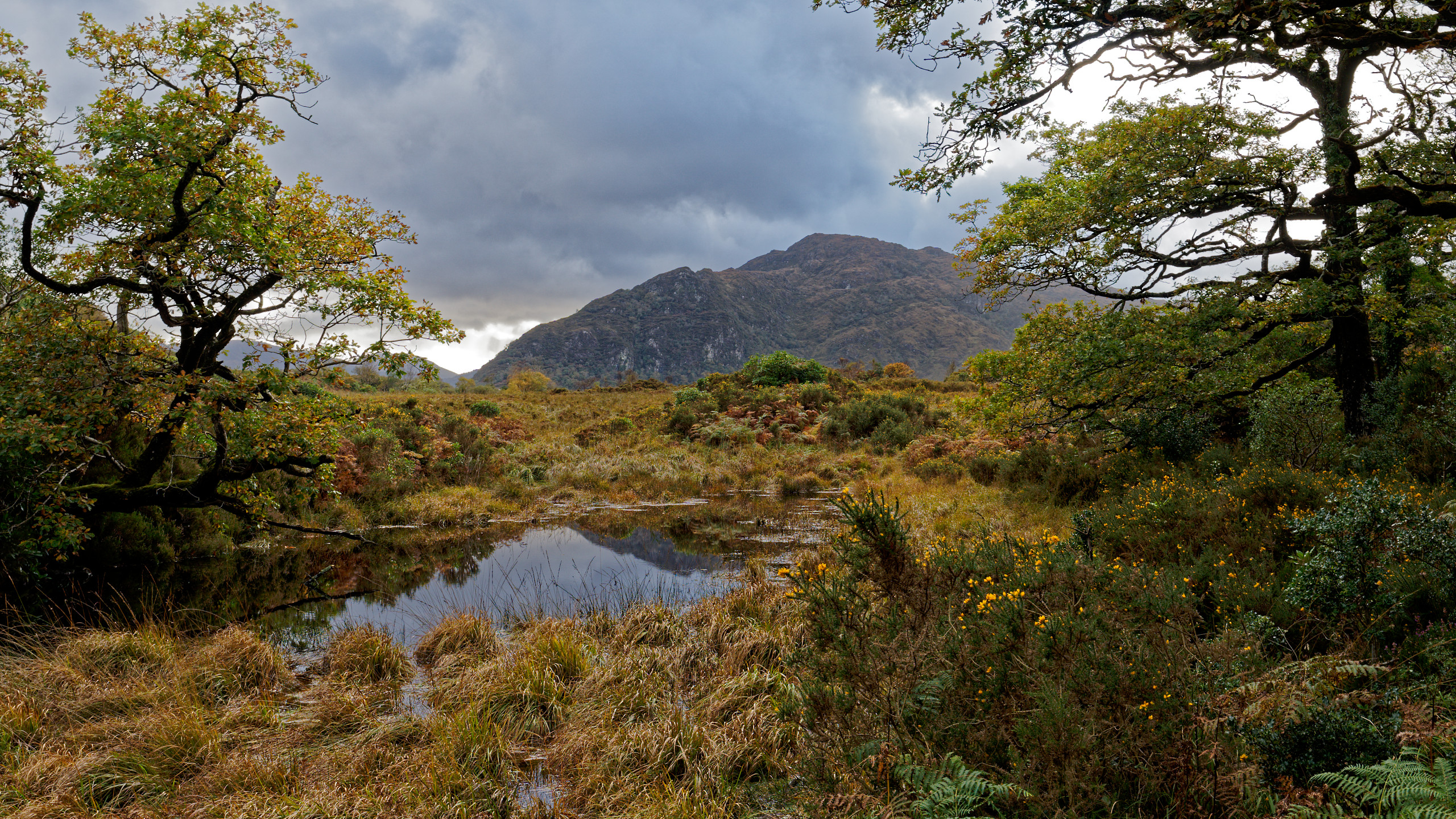 Water, forests, mountains and gorse