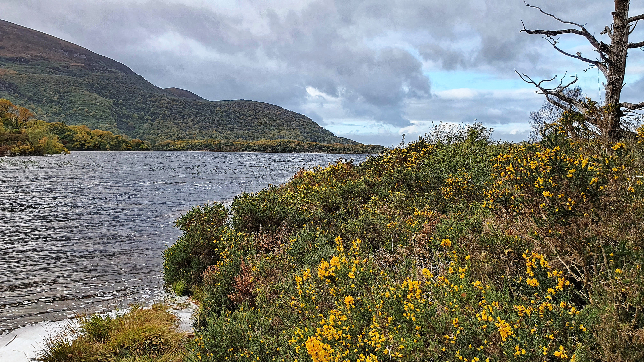 View of Muckross Lake edged by yellow gorse, which is just beginning to bloom.