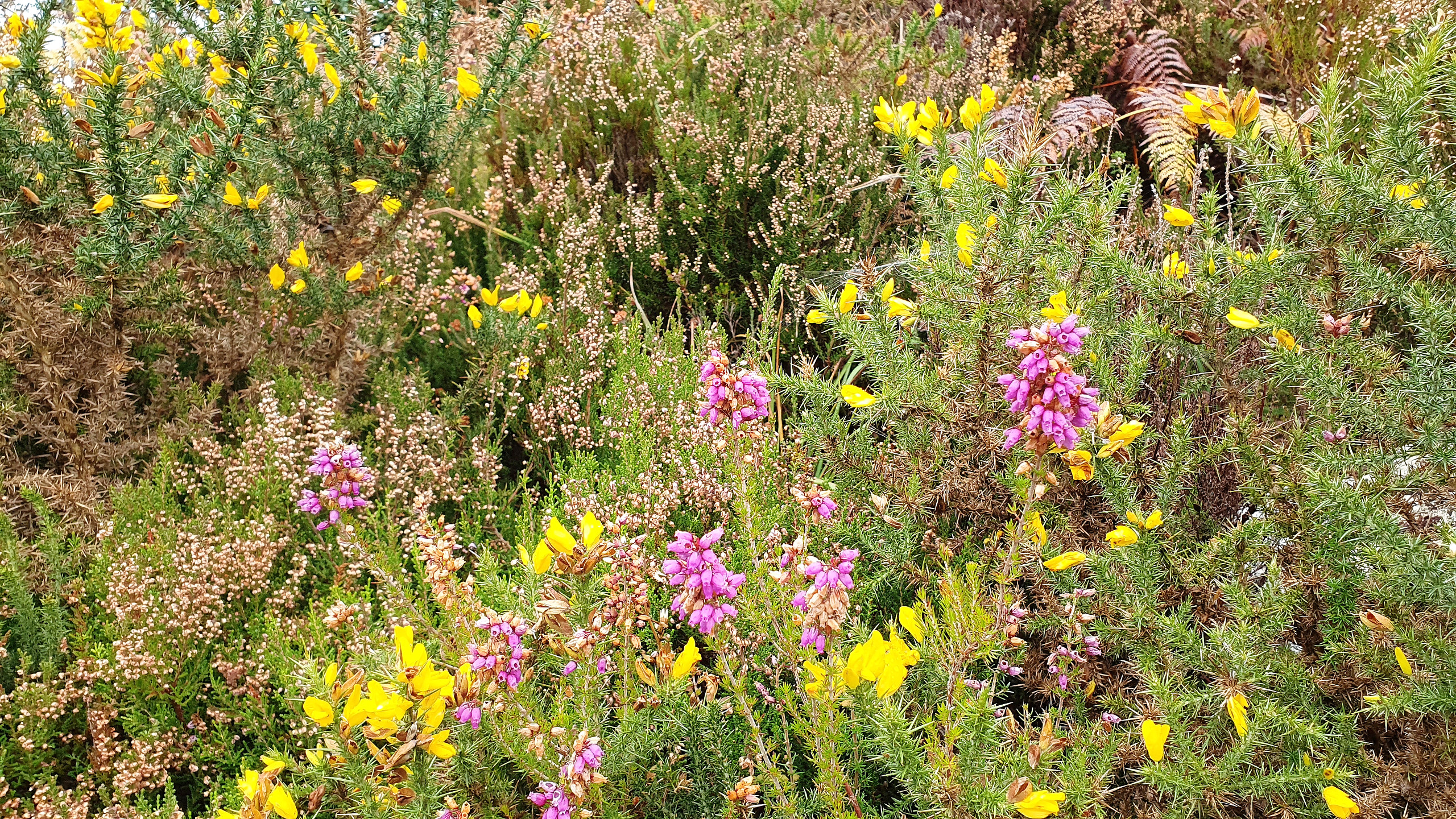 A few remaining heather blossoms mixed with gorse