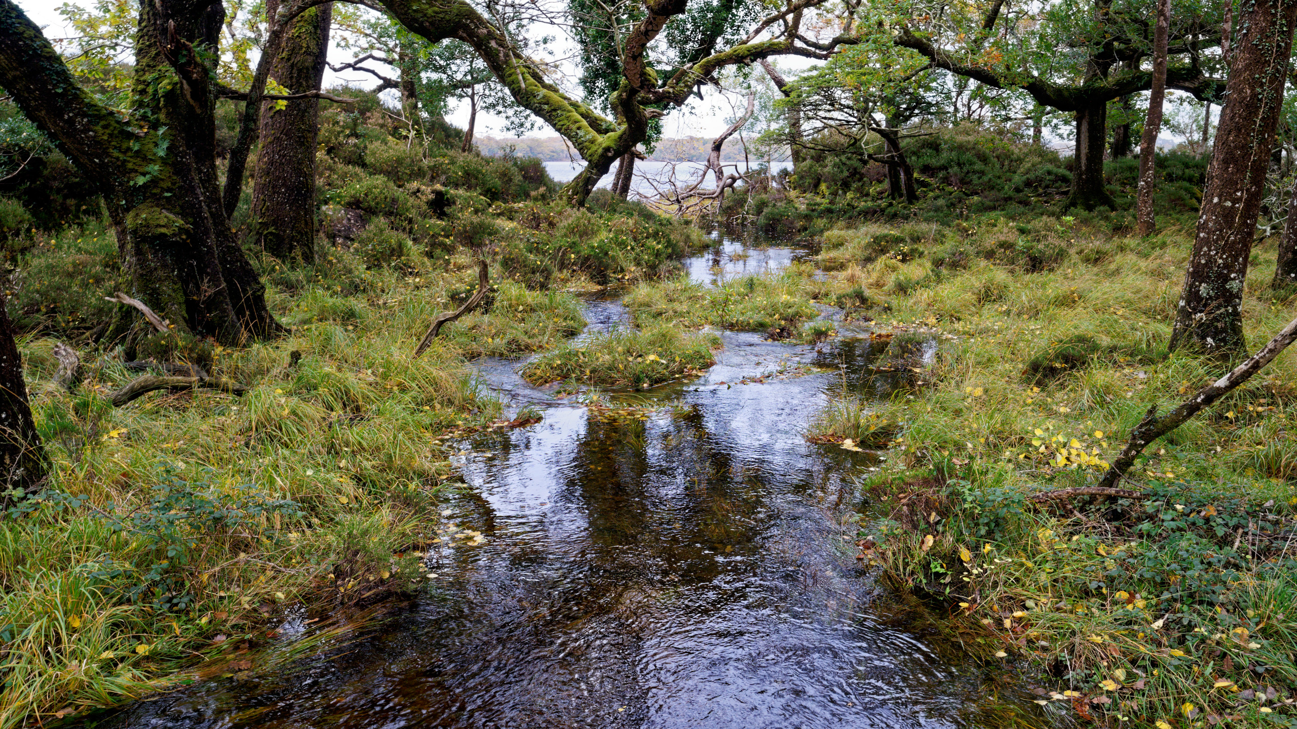 A forest stream emptying into Muckross Lake