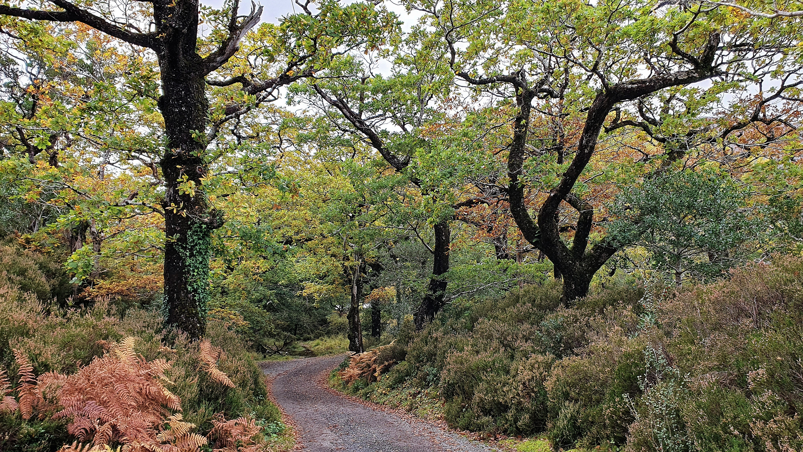 October in Killarney National Park