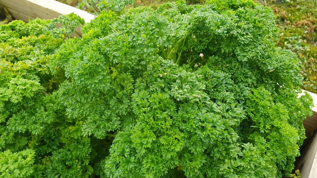 I think that parsley deserves some praise! Although it is often pushed to the side of a plate and forgotten, it actually has a fascinating history and is extremely nutritious, too. 
