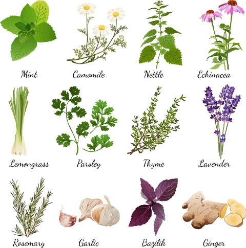 This image has an empty alt attribute; its file name is Herbs-480.jpg