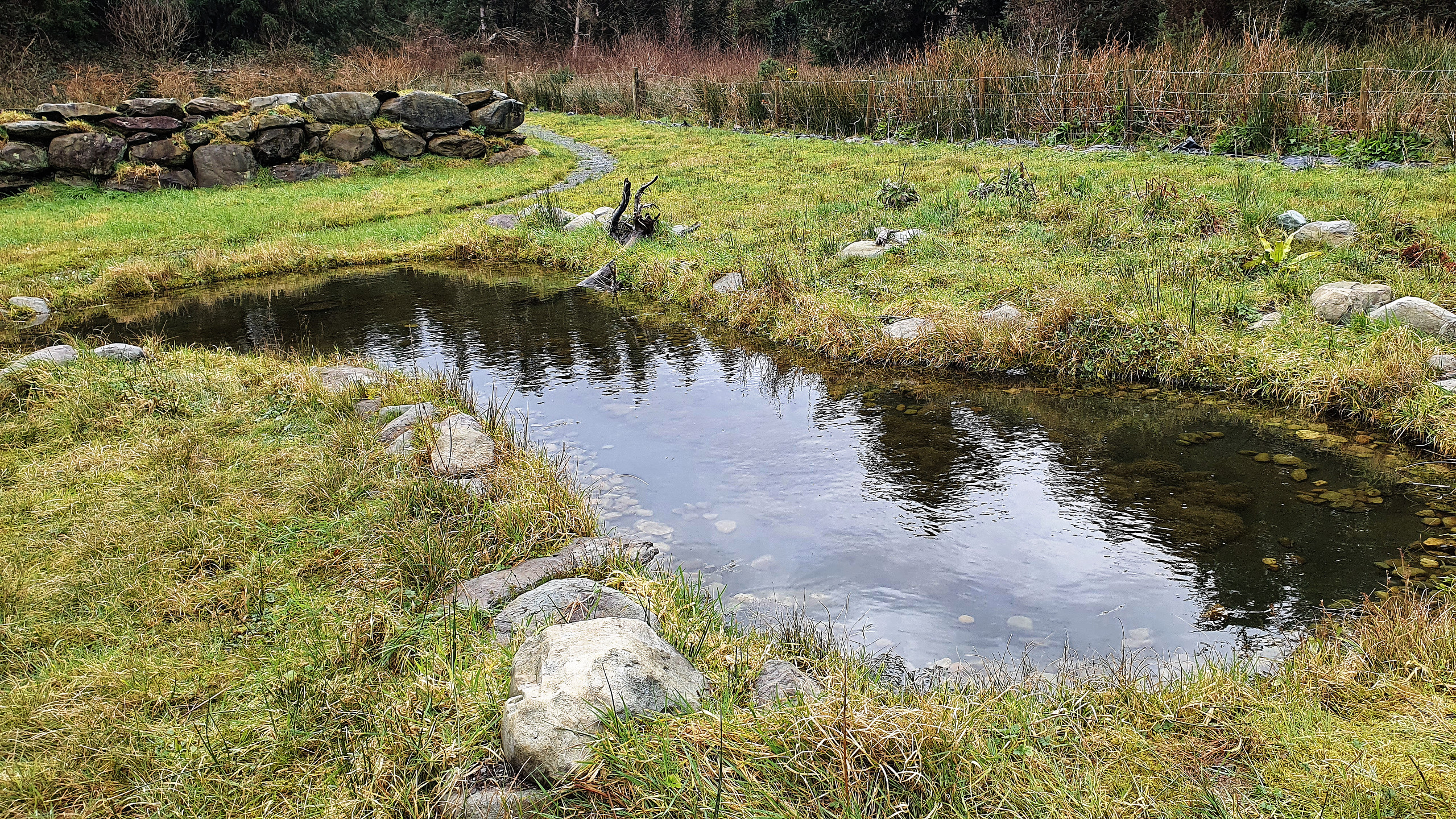 Our wildlife pond