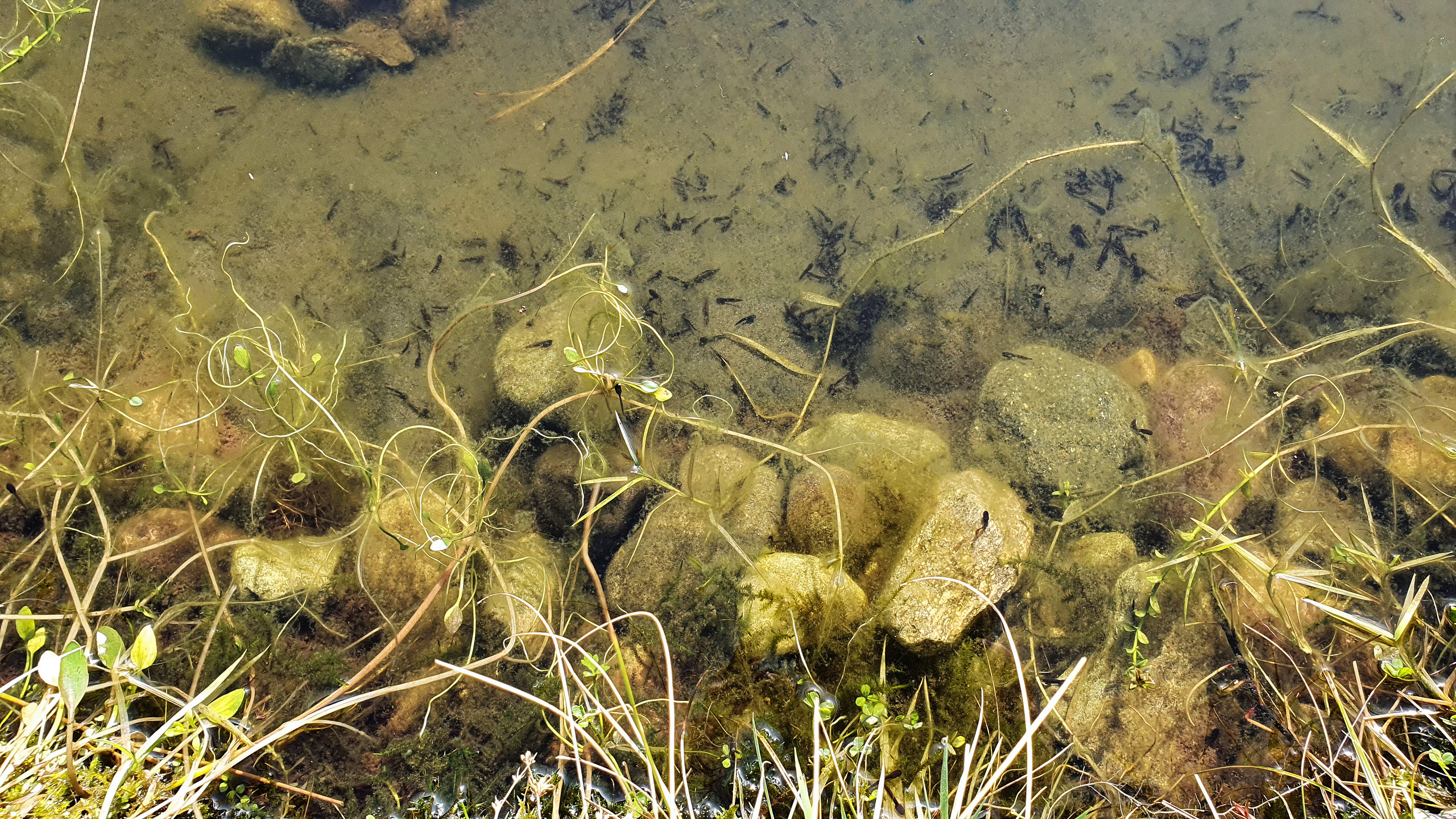 Tadpoles in our pond begin to emerge