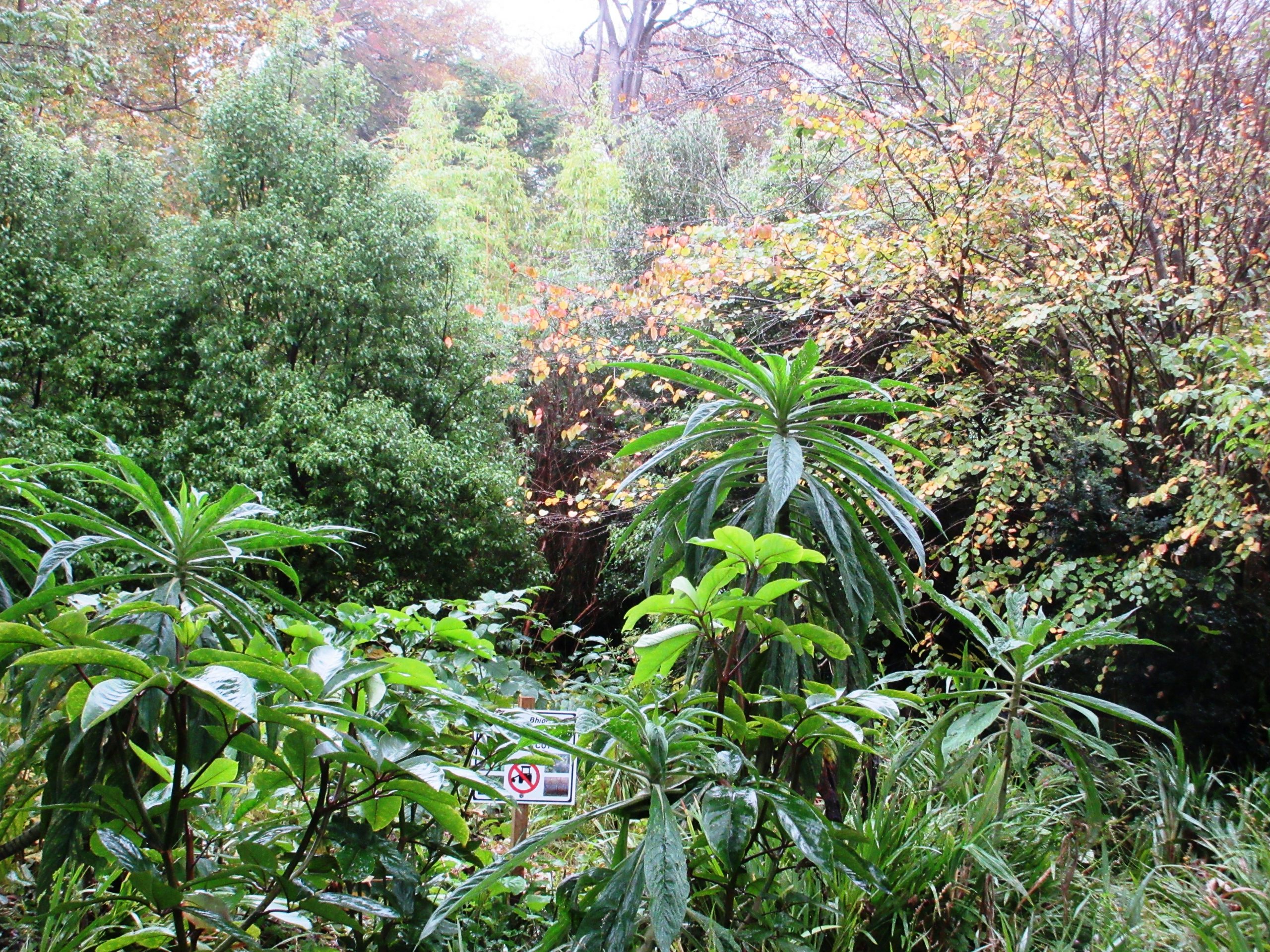 Many tropical plants grow in the Derrynane House gardens
