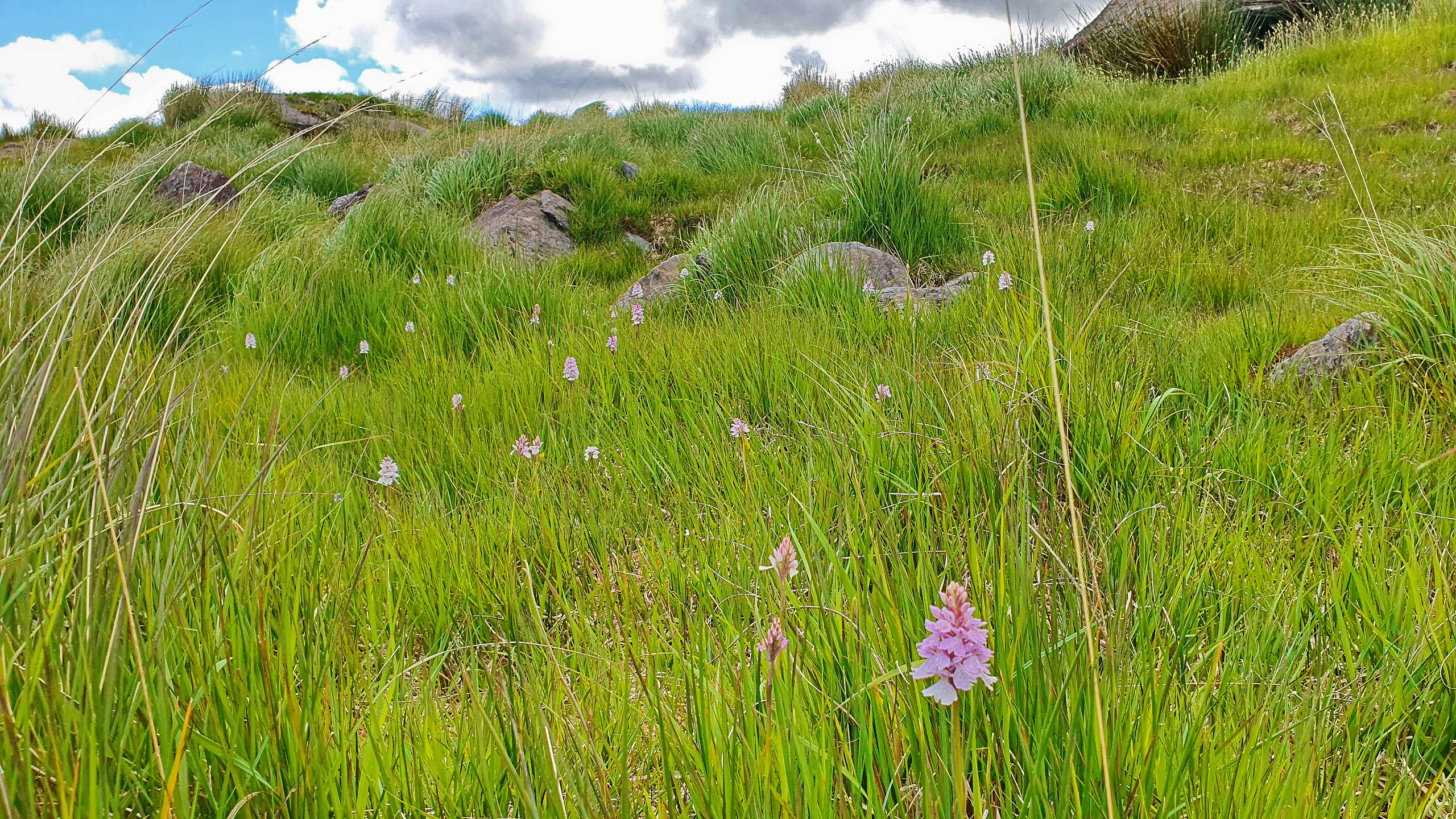 A field of wild orchids
