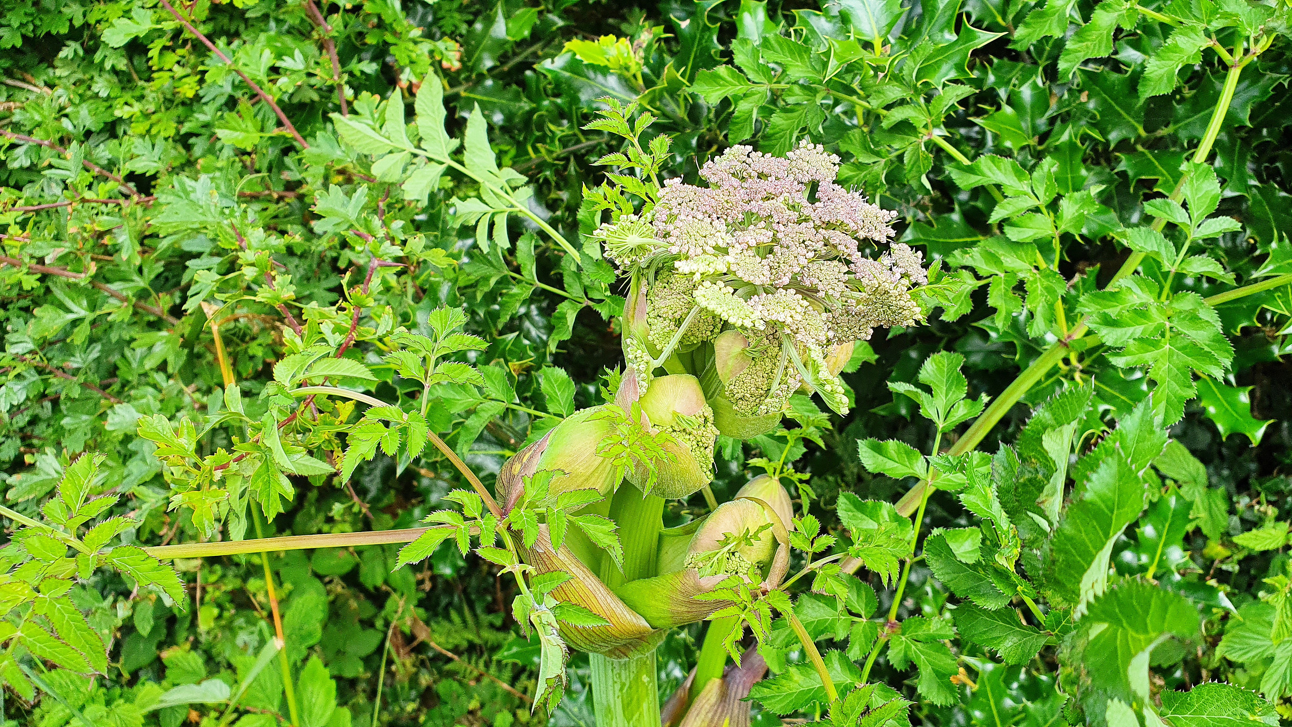 Old man holding up wild angelica flowers