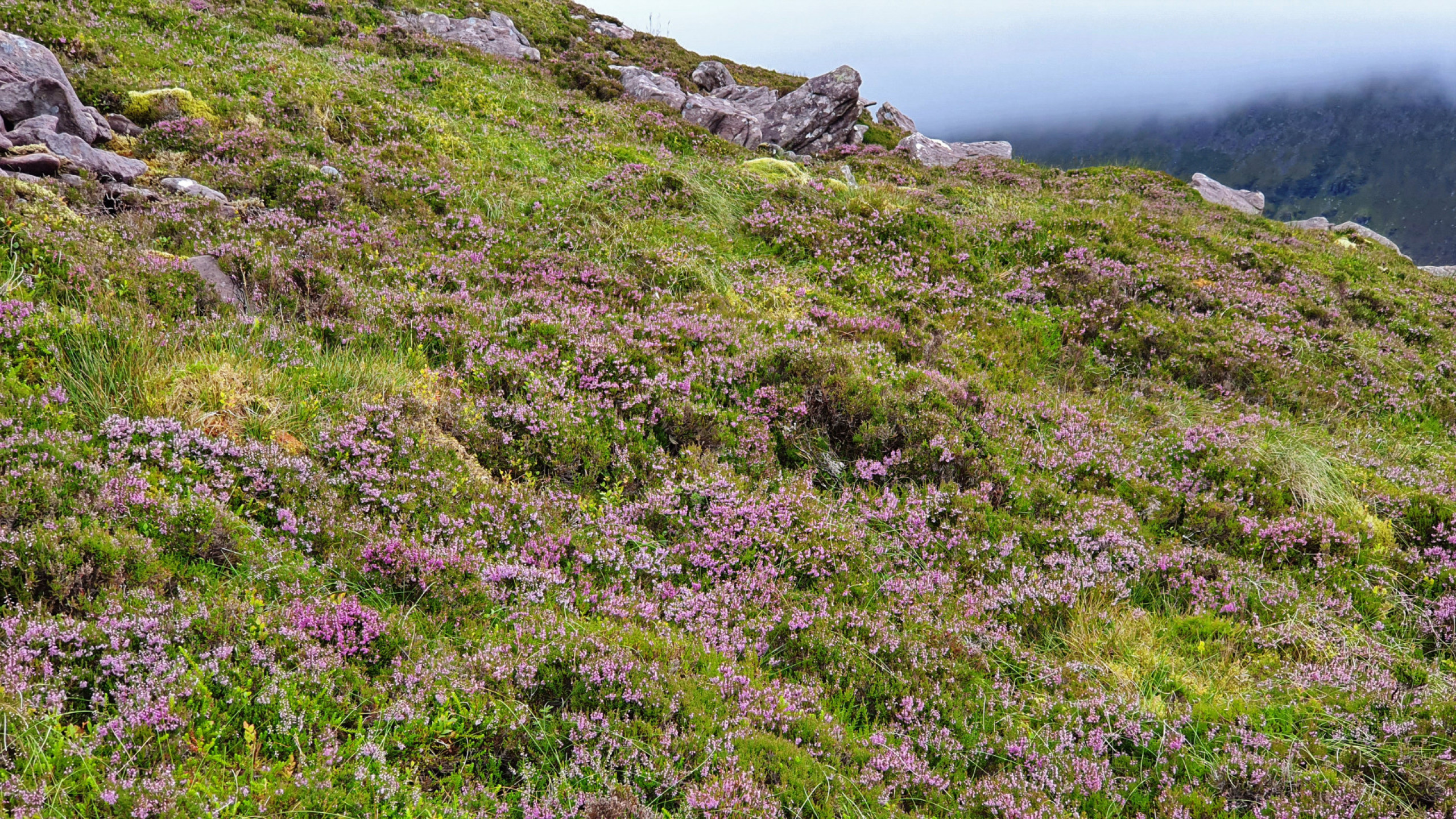 Heather on a Dingle Peninsula hillside
