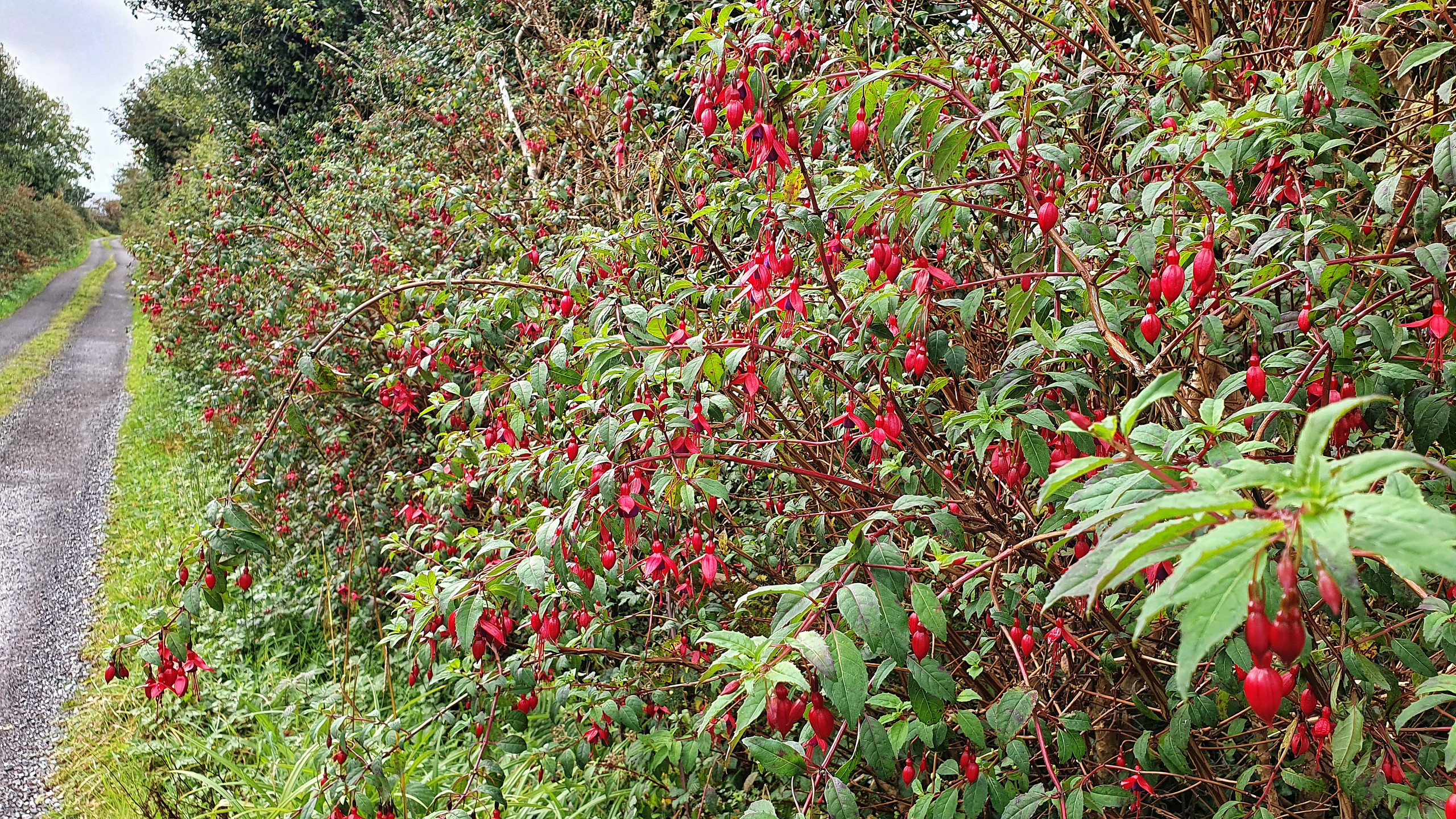 Fuchsia along a country lane