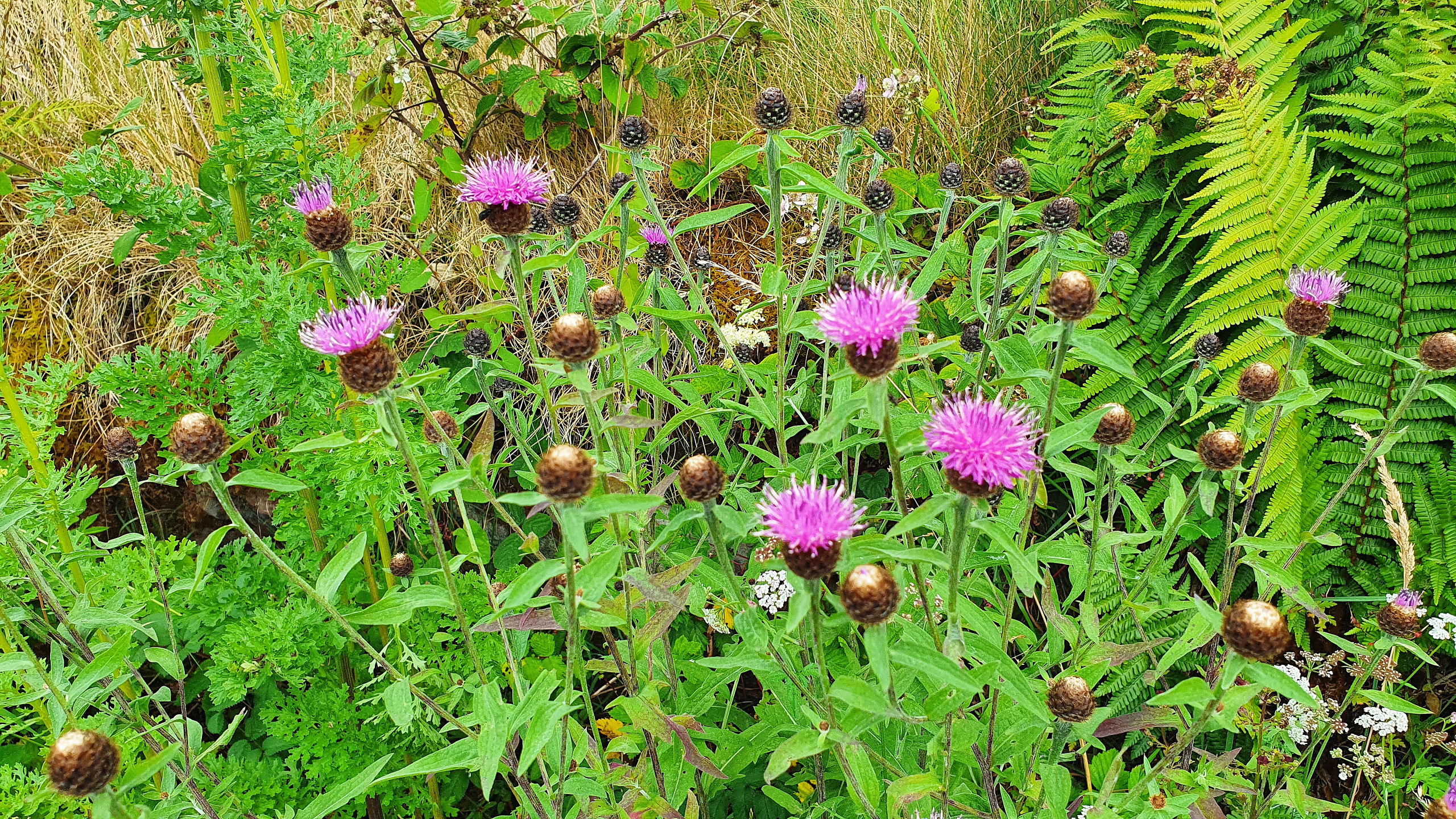 Common knapweed