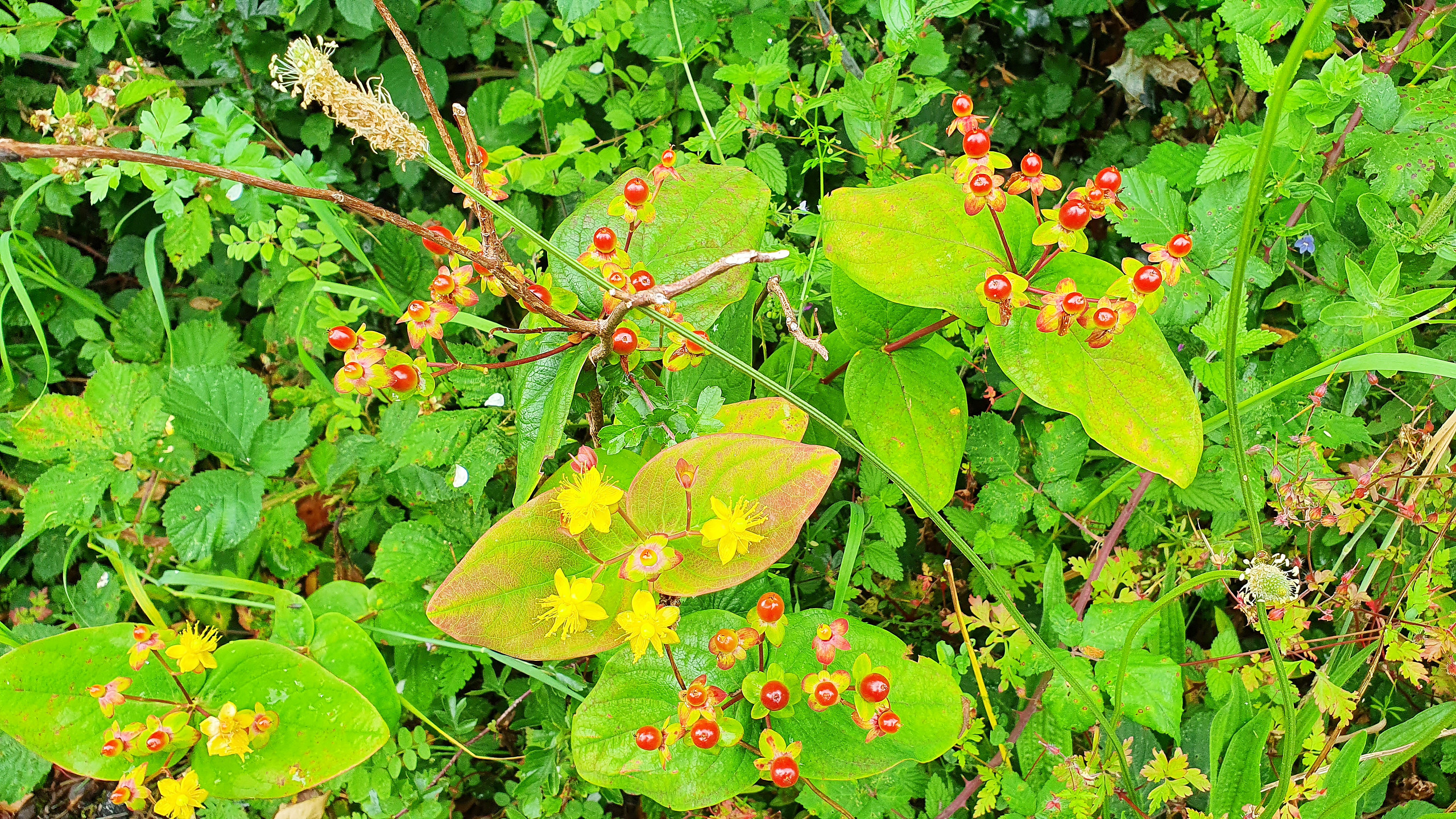 Tutsan along a country lane