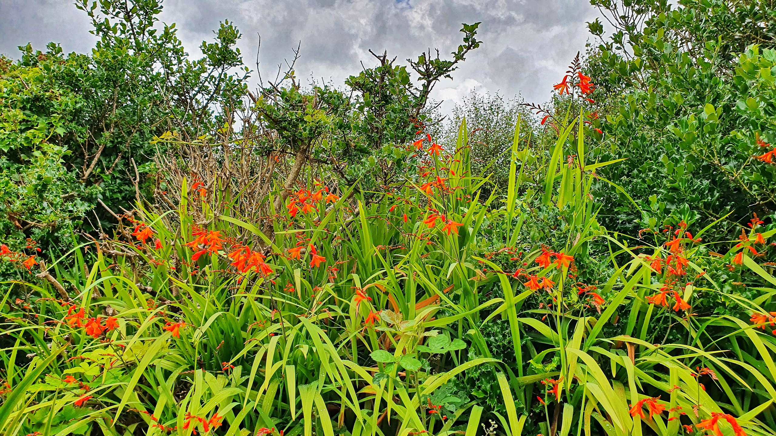 Montbretia in the hedgerow