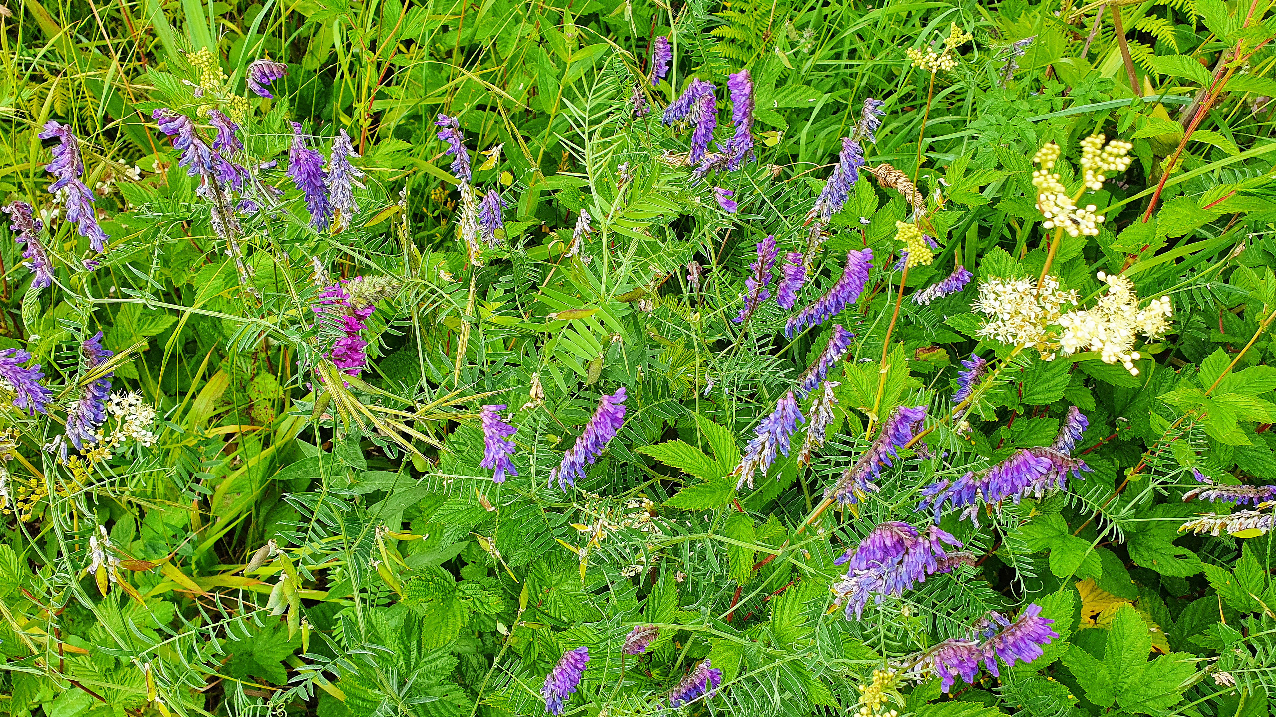 Tufted vetch