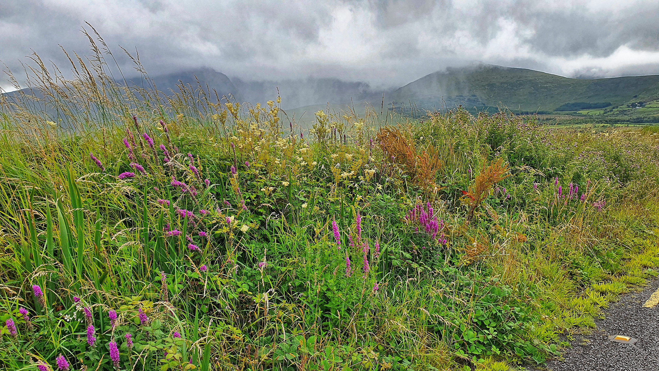 Mid-summer wildflowers on the Dingle Peninsula