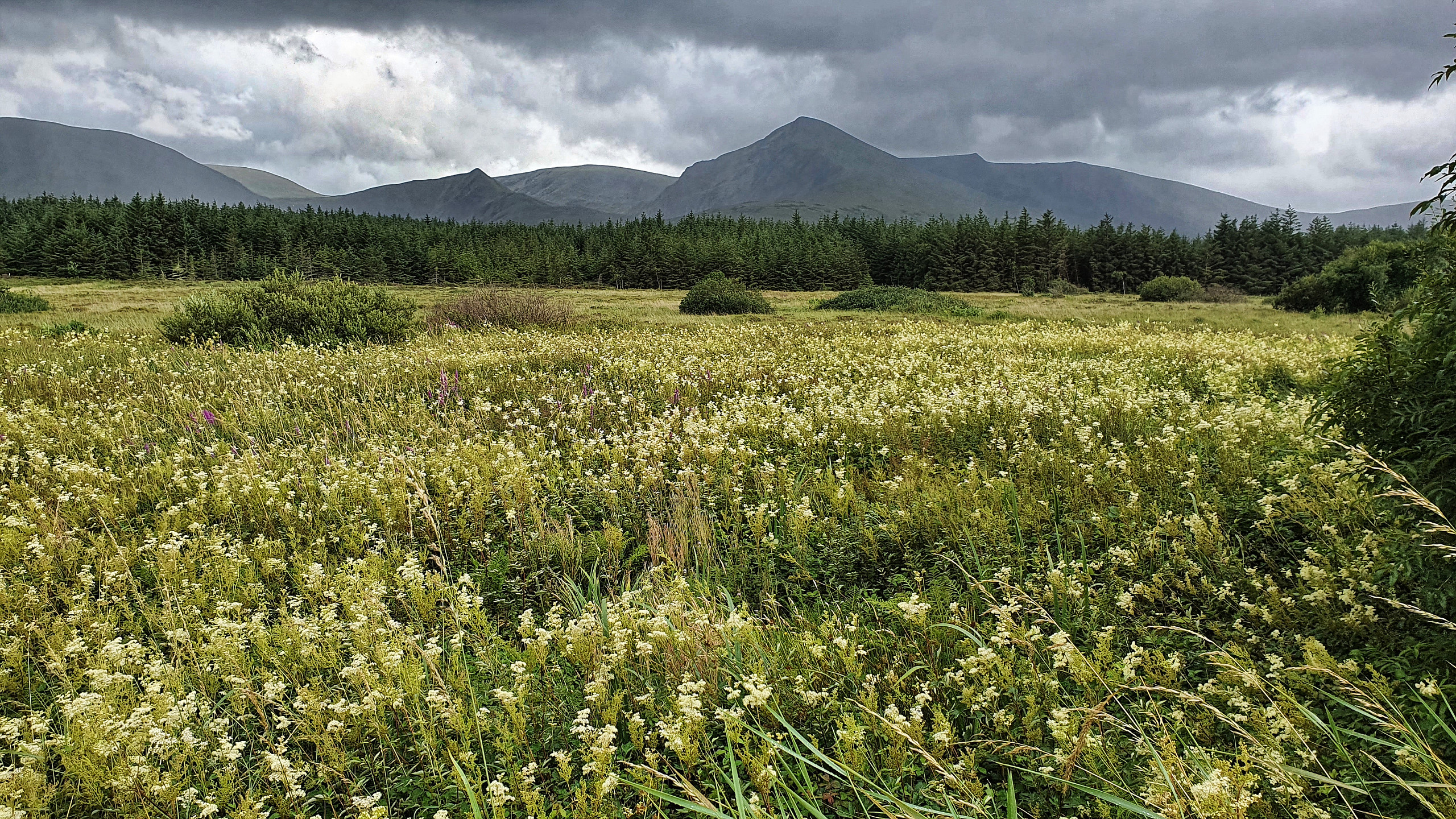 A fragrant field of meadowsweet
