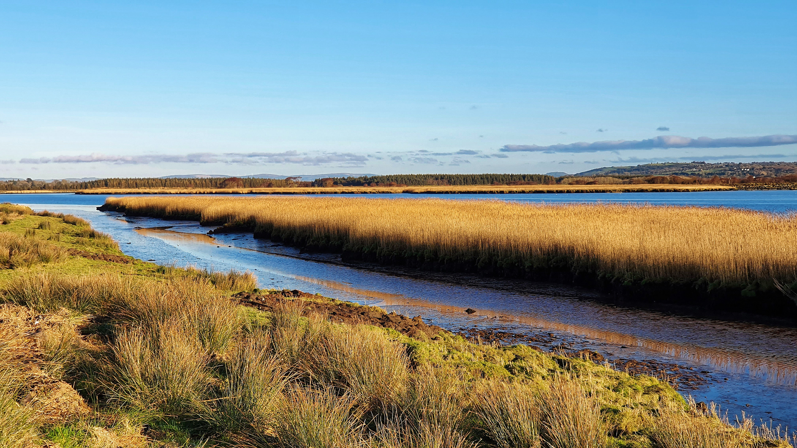Reeds along the Maine River