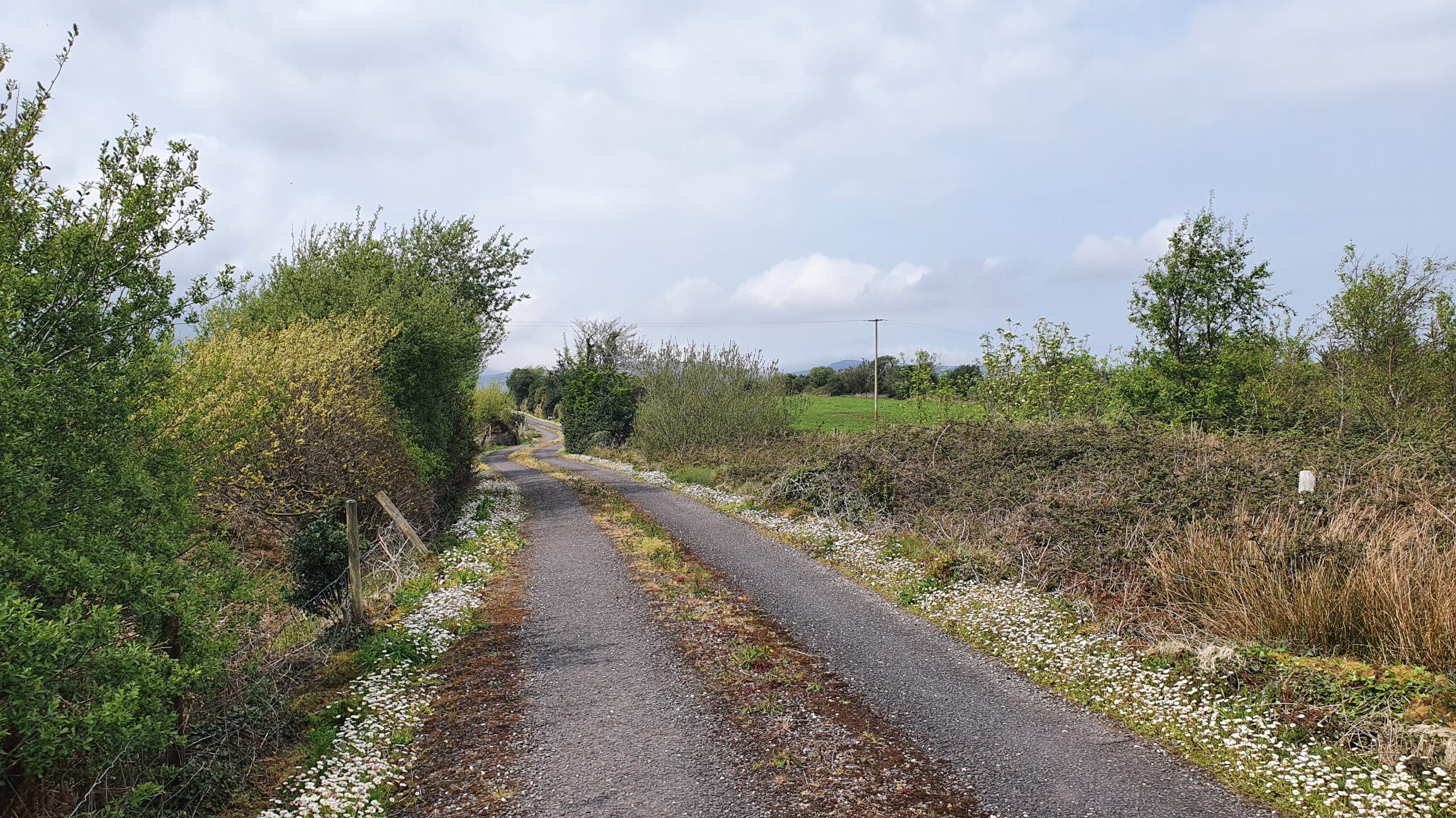 Lovely little white daisies lining a country road