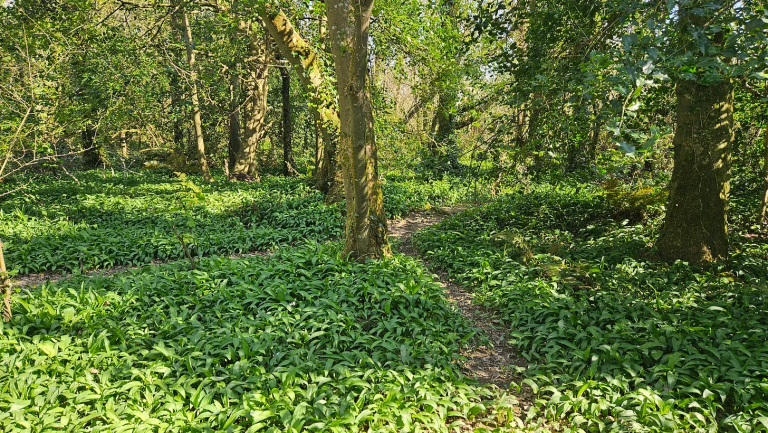In early April, the forest floor in Ballyseedy Woods is covered with masses of wild garlic.